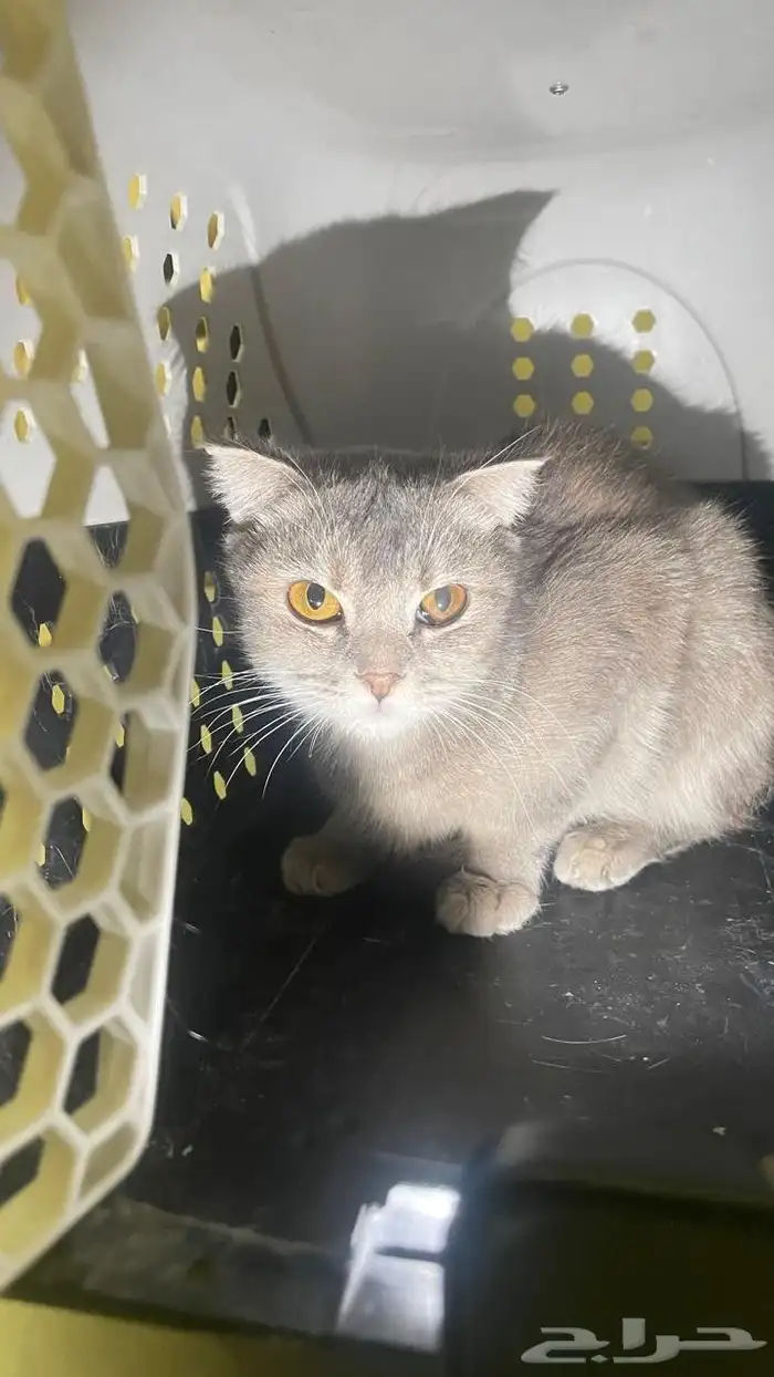 انثى سكوتش للتبني 0