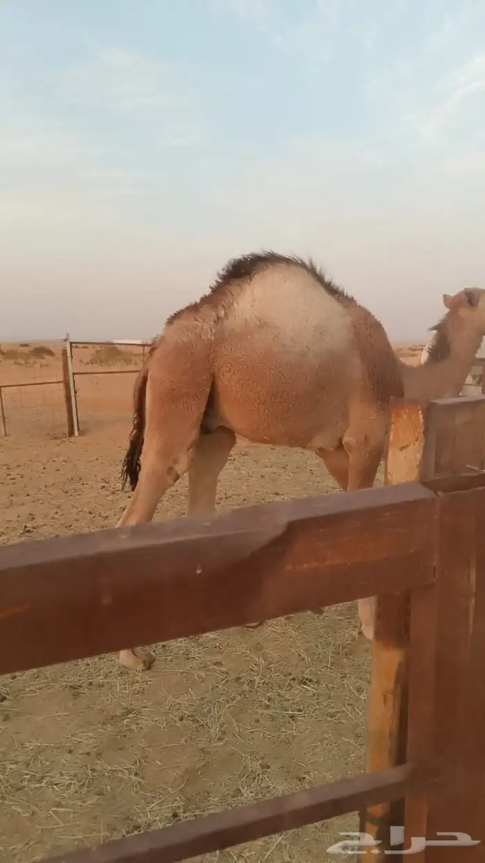 قعود قصب للبيع تحت أمه 2