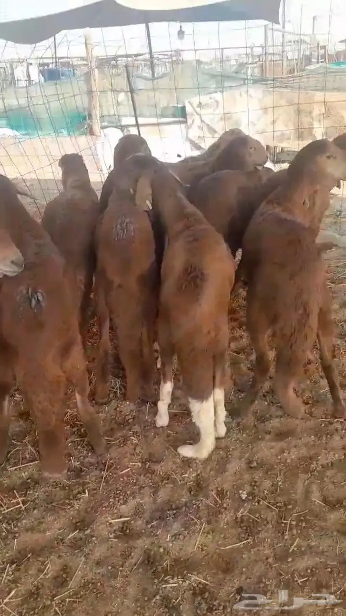 سواكني حمري ذبايح 1