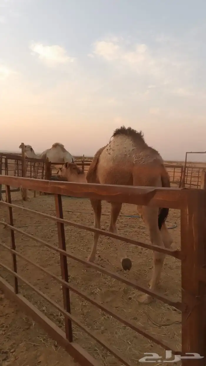 قعود قصب للبيع تحت أمه 0