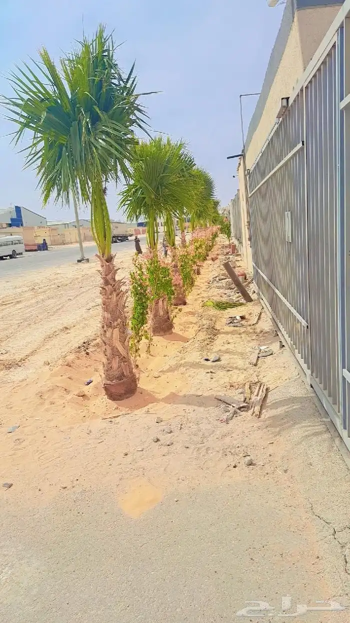 نخل واشنطن للبيع 0