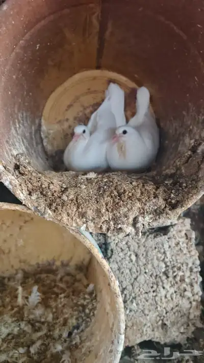 حمام مشكل للبيع جملة index