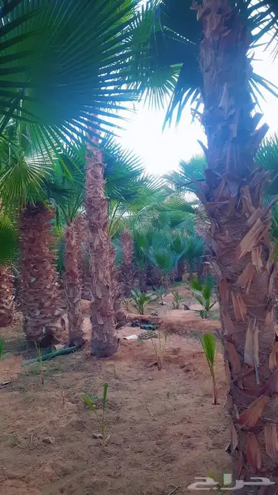 نخيل واشنطني أمريكي زينه index