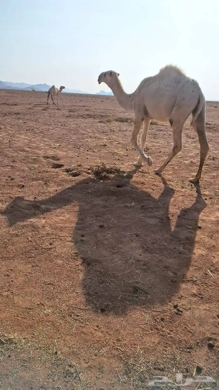 للبيع البعير الاوضح الكفوو 1