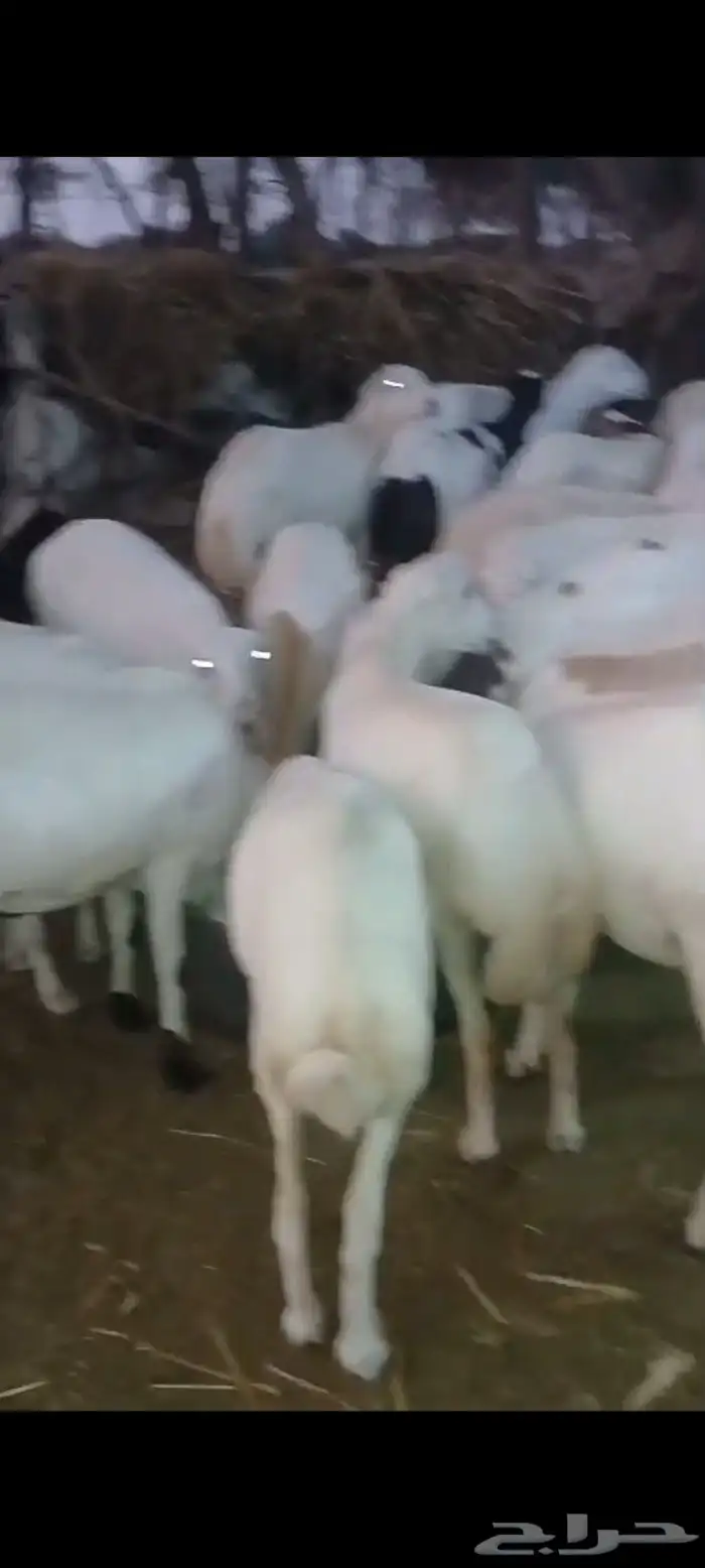 ضأن قرايب دفيع مراح واحد العدد 150 راس مضمونه مشروطه من اي ش 4