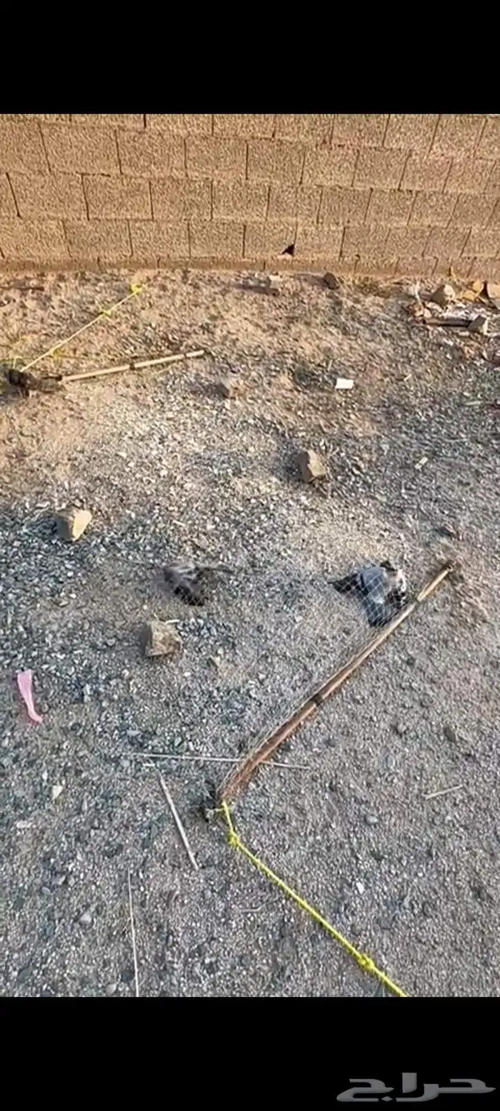 مصيدة شبكه صيد الطيور 0