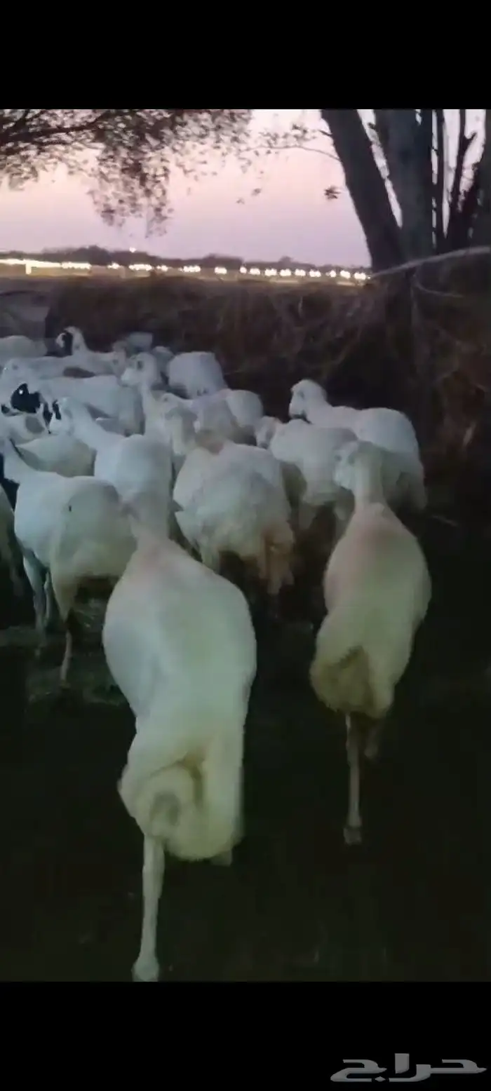 ضأن قرايب دفيع مراح واحد العدد 150 راس مضمونه مشروطه من اي ش 6