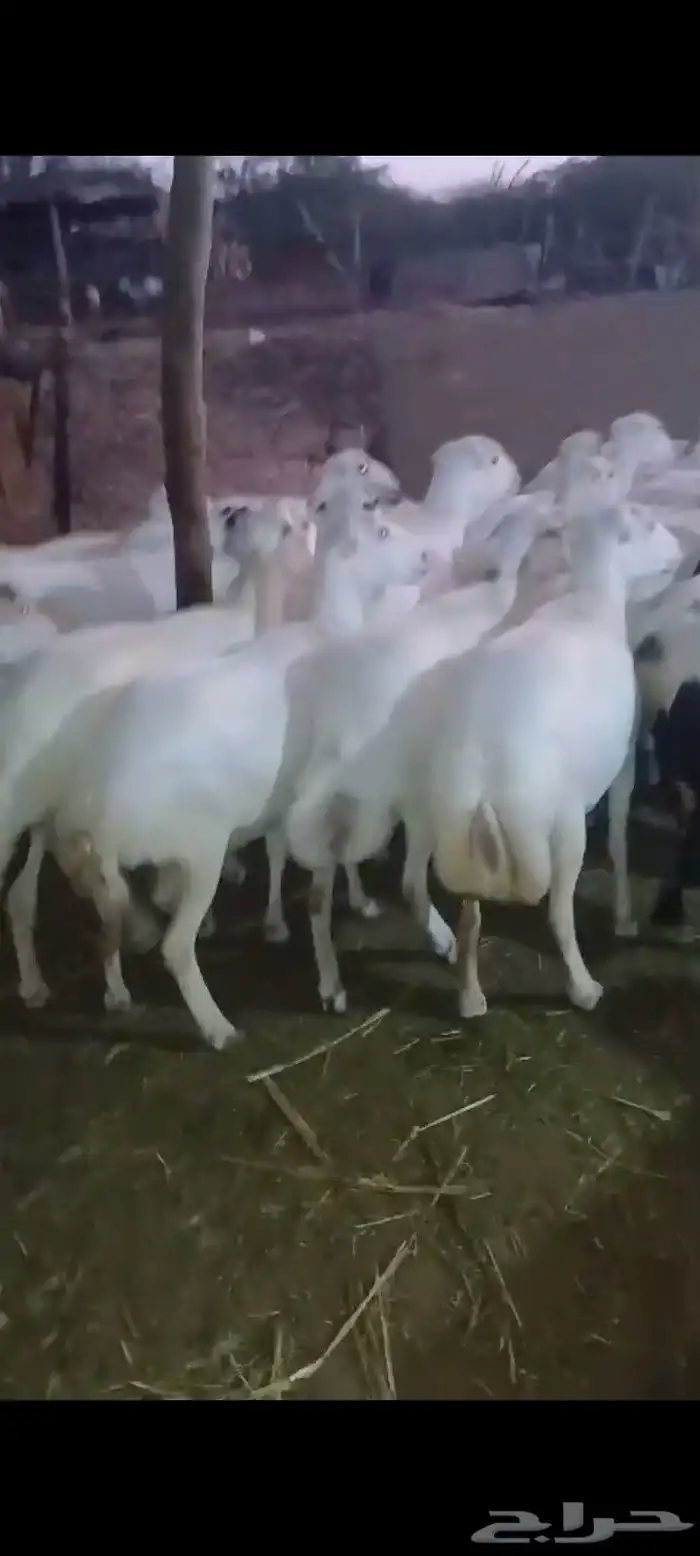 ضأن قرايب دفيع مراح واحد العدد 150 راس مضمونه مشروطه من اي ش 0