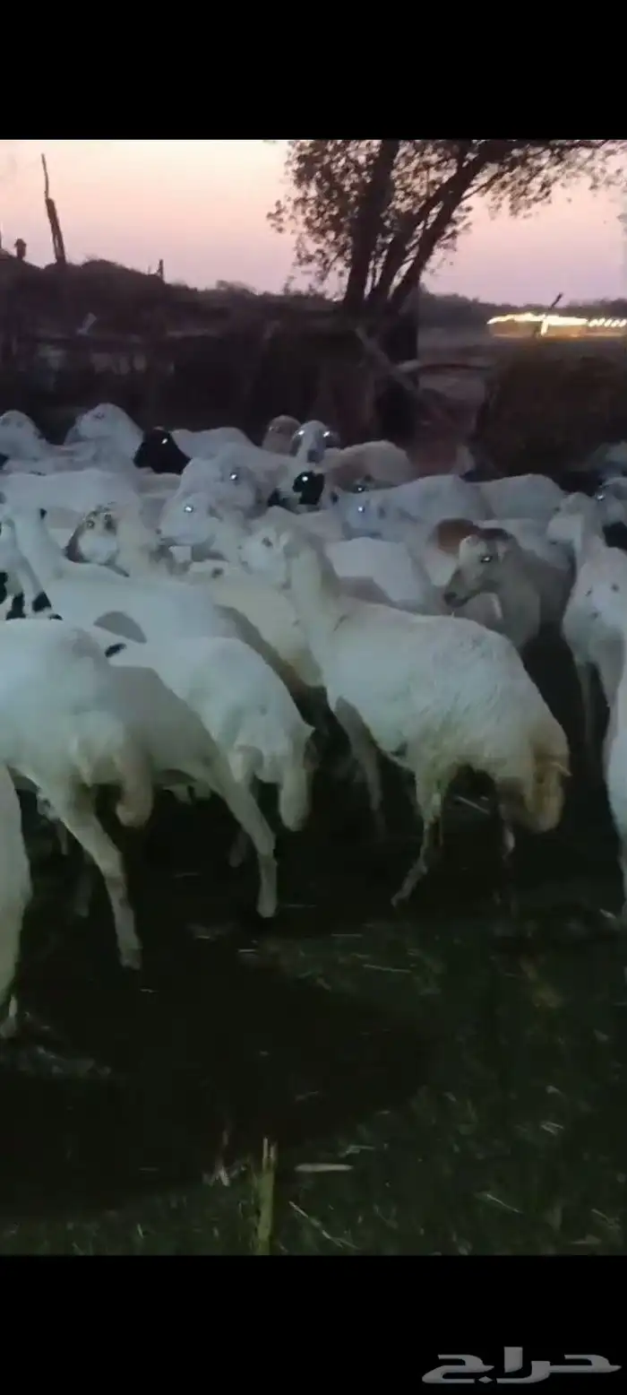 ضأن قرايب دفيع مراح واحد العدد 150 راس مضمونه مشروطه من اي ش 7