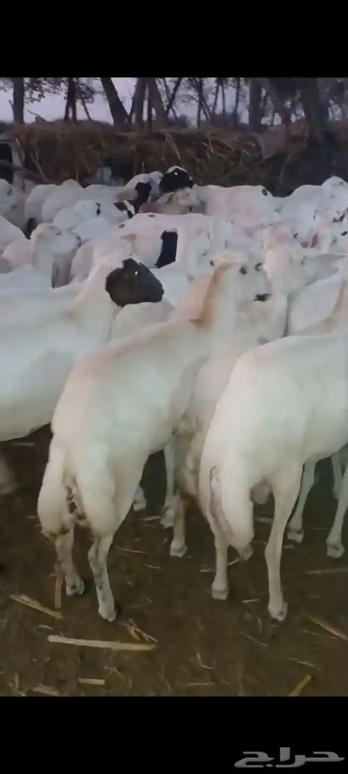 ضأن قرايب دفيع مراح واحد العدد 150 راس مضمونه مشروطه من اي ش 1