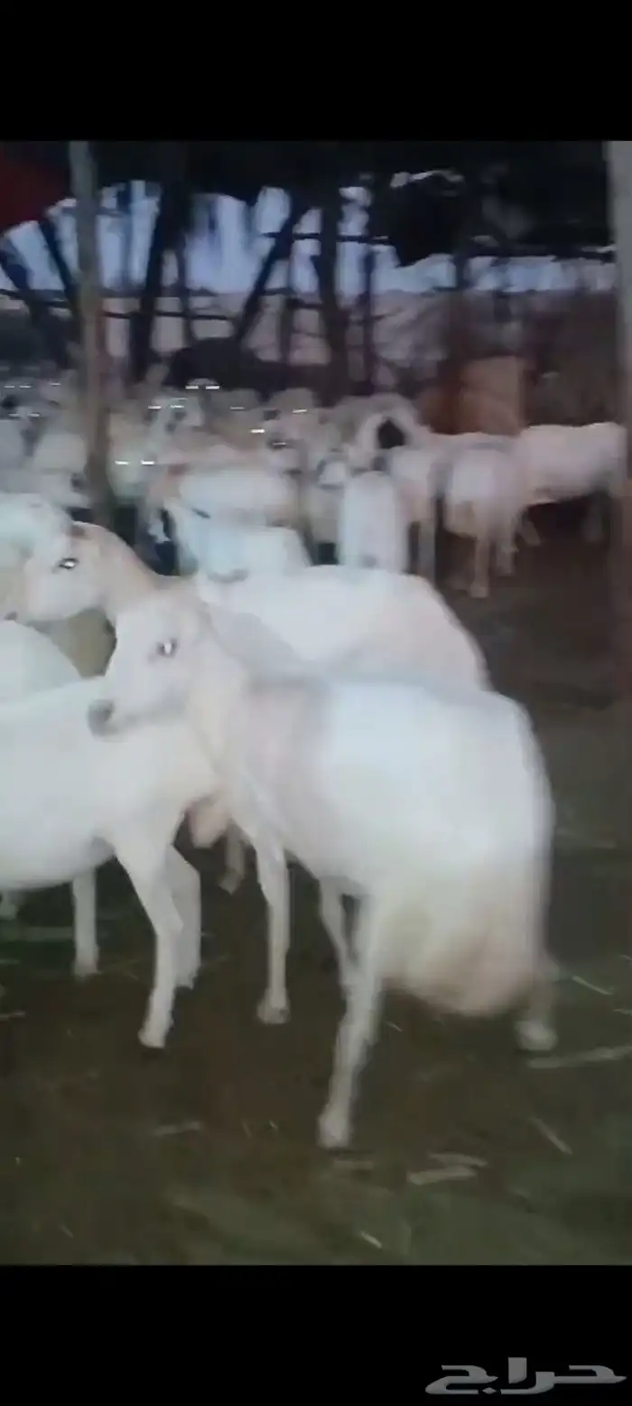 ضأن قرايب دفيع مراح واحد العدد 150 راس مضمونه مشروطه من اي ش 5