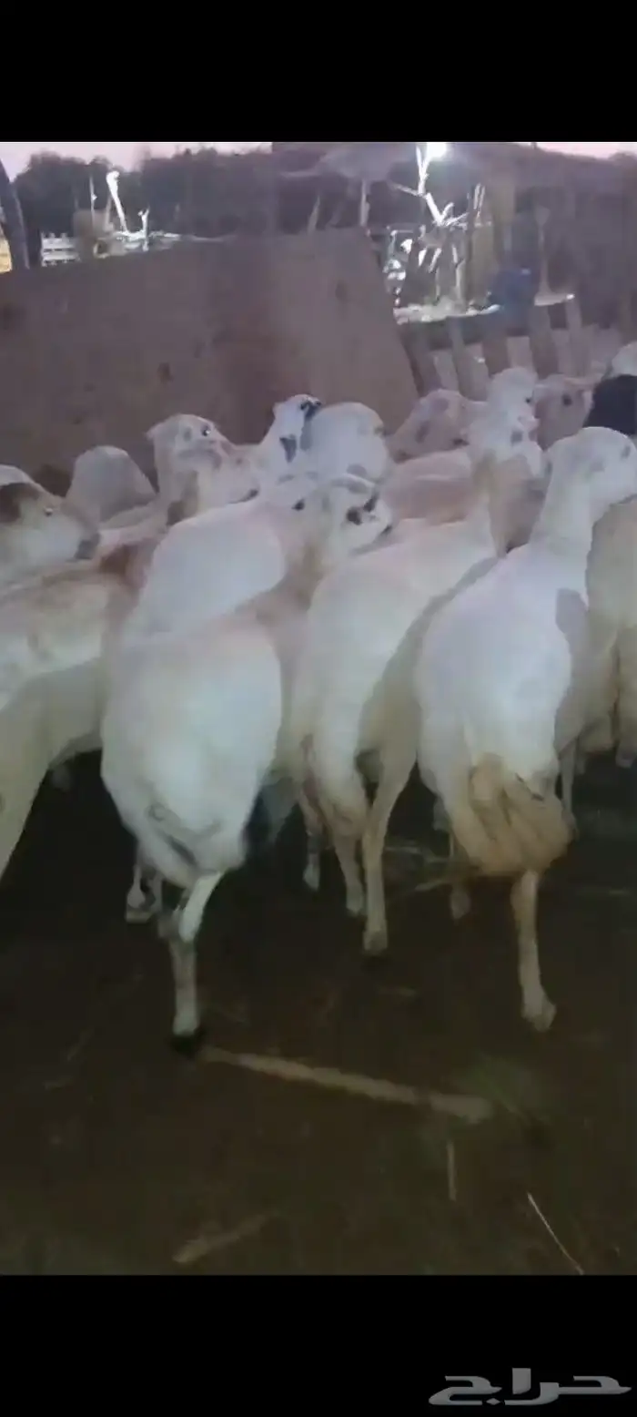 ضأن قرايب دفيع مراح واحد العدد 150 راس مضمونه مشروطه من اي ش 2