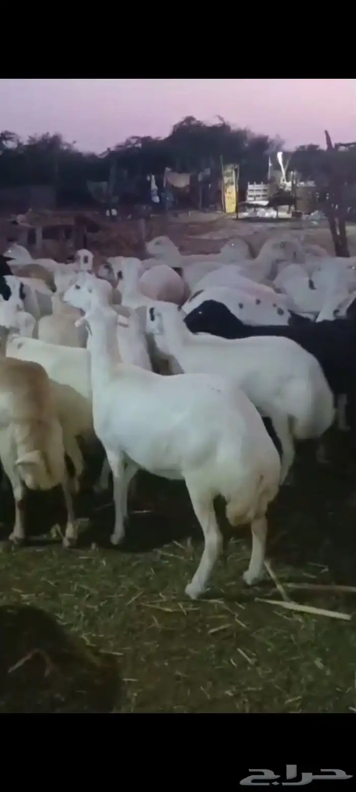 ضأن قرايب دفيع مراح واحد العدد 150 راس مضمونه مشروطه من اي ش 9