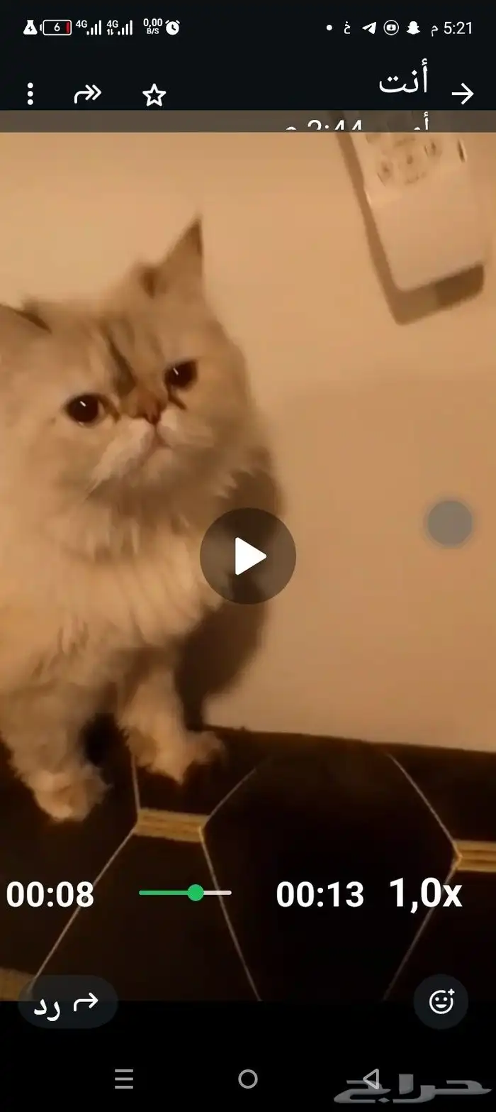 قطه للتبني شيرازي هملايا حنونه هادئه 0