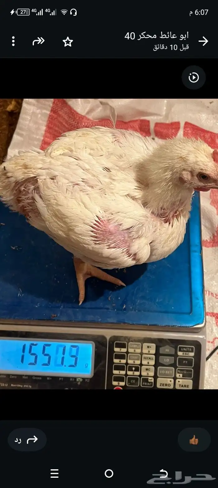 دجاج لاحم 6