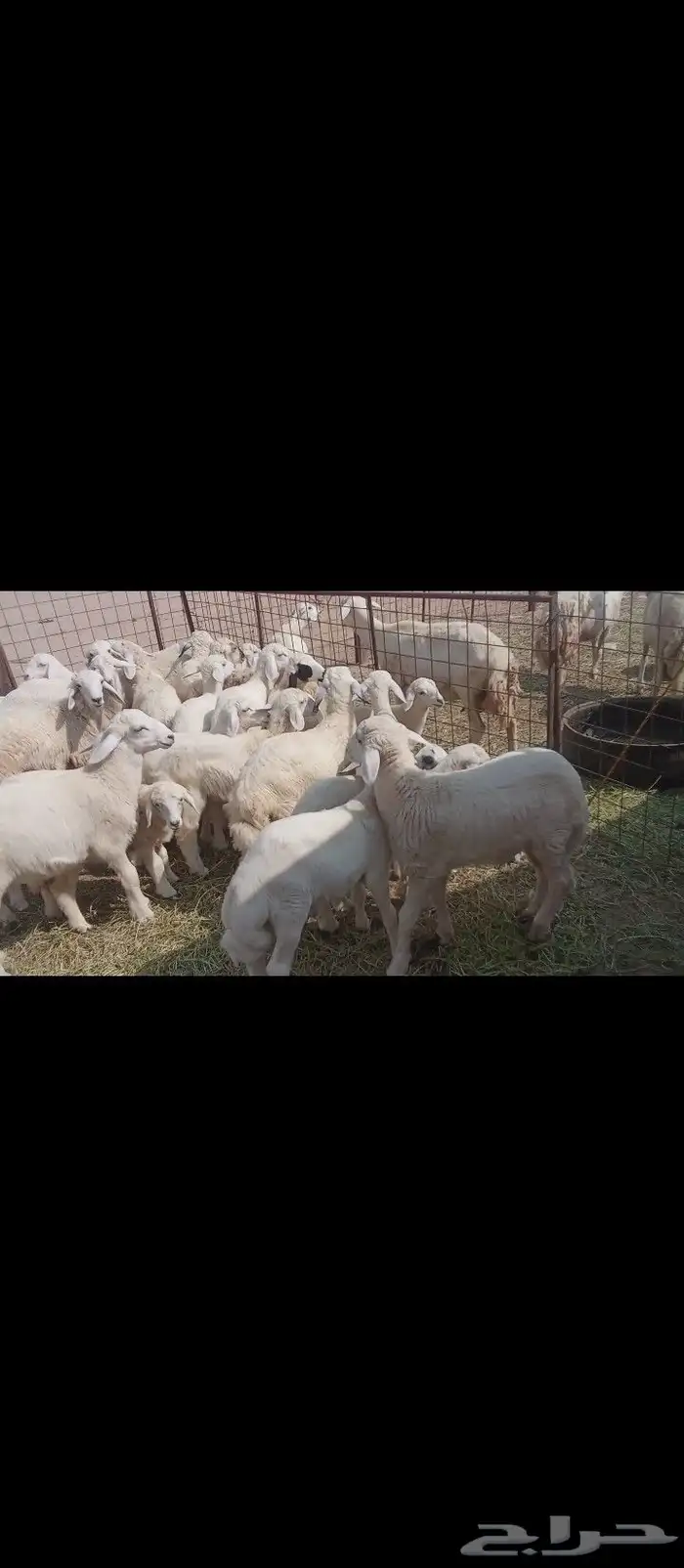 غنم خلفات العدد 50 7