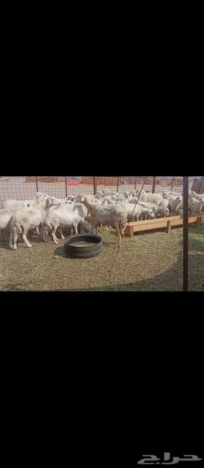 غنم خلفات العدد 50 3