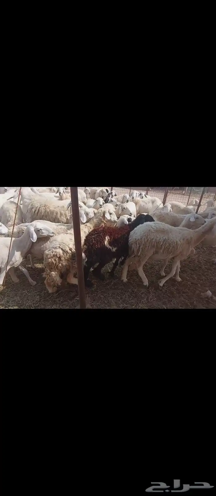 غنم خلفات العدد 50 9