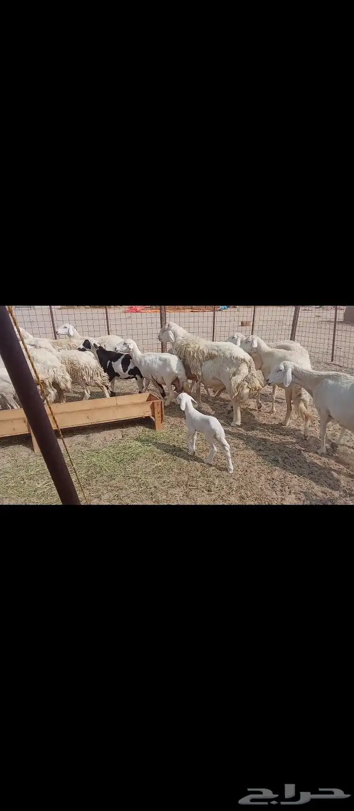 غنم خلفات العدد 50 1