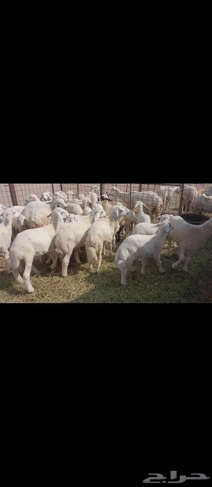 غنم خلفات العدد 50 6