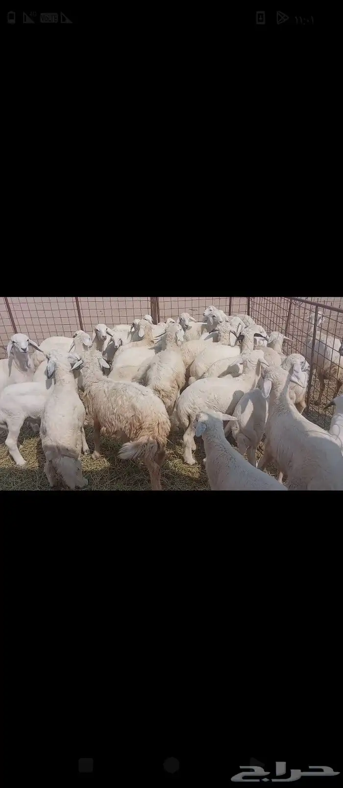 غنم خلفات العدد 50 5