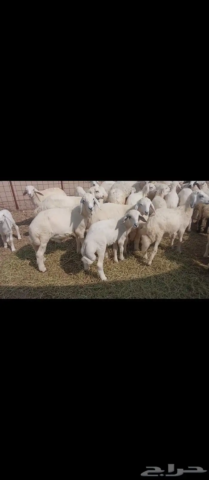 غنم خلفات العدد 50 8