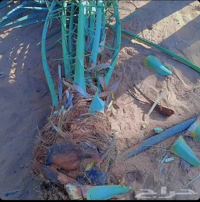 سلام عليكم يوجد فروخ نخل صقعي وسكري واخلاص ومجدول 2