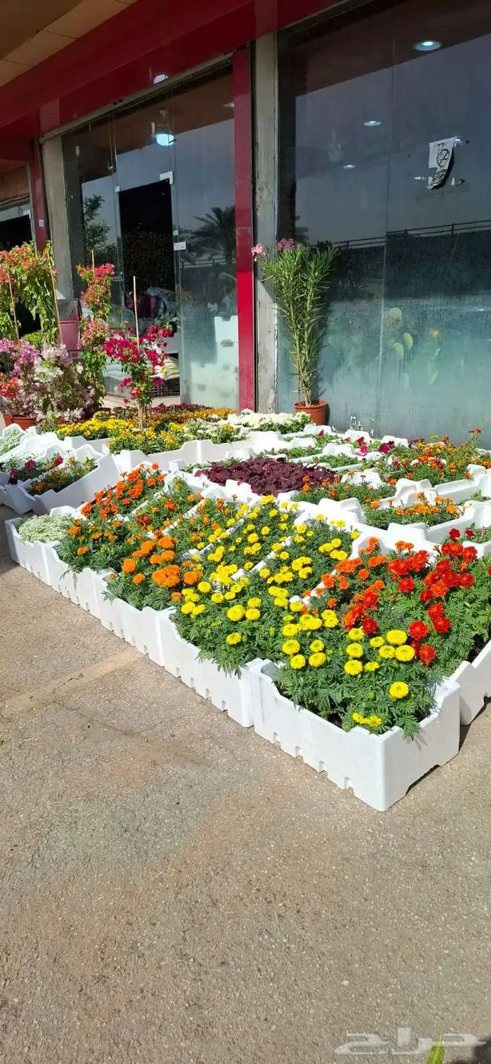 مشتل بيع الزهور والورد والاشجار وتنسيق الحدائق 0