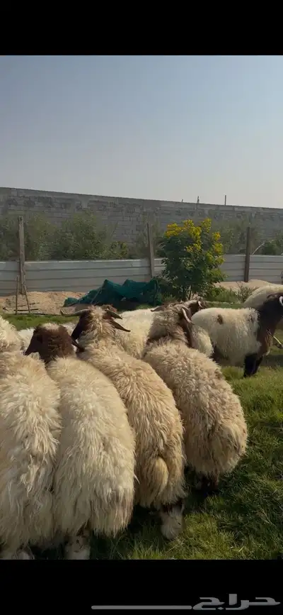 خرفان نعيم جذع بري فل index