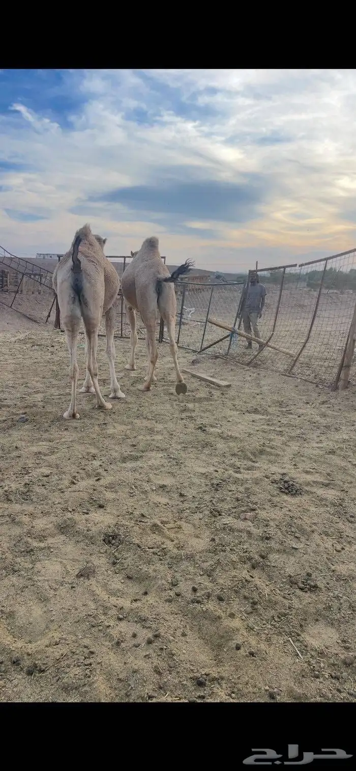 بكار 7 شقح لقحات طيبات للبيع 2