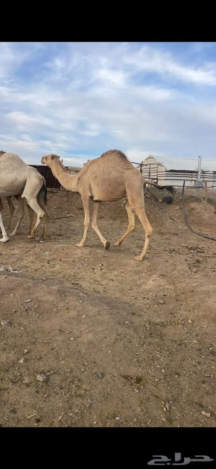 بكار 7 شقح لقحات طيبات للبيع 1