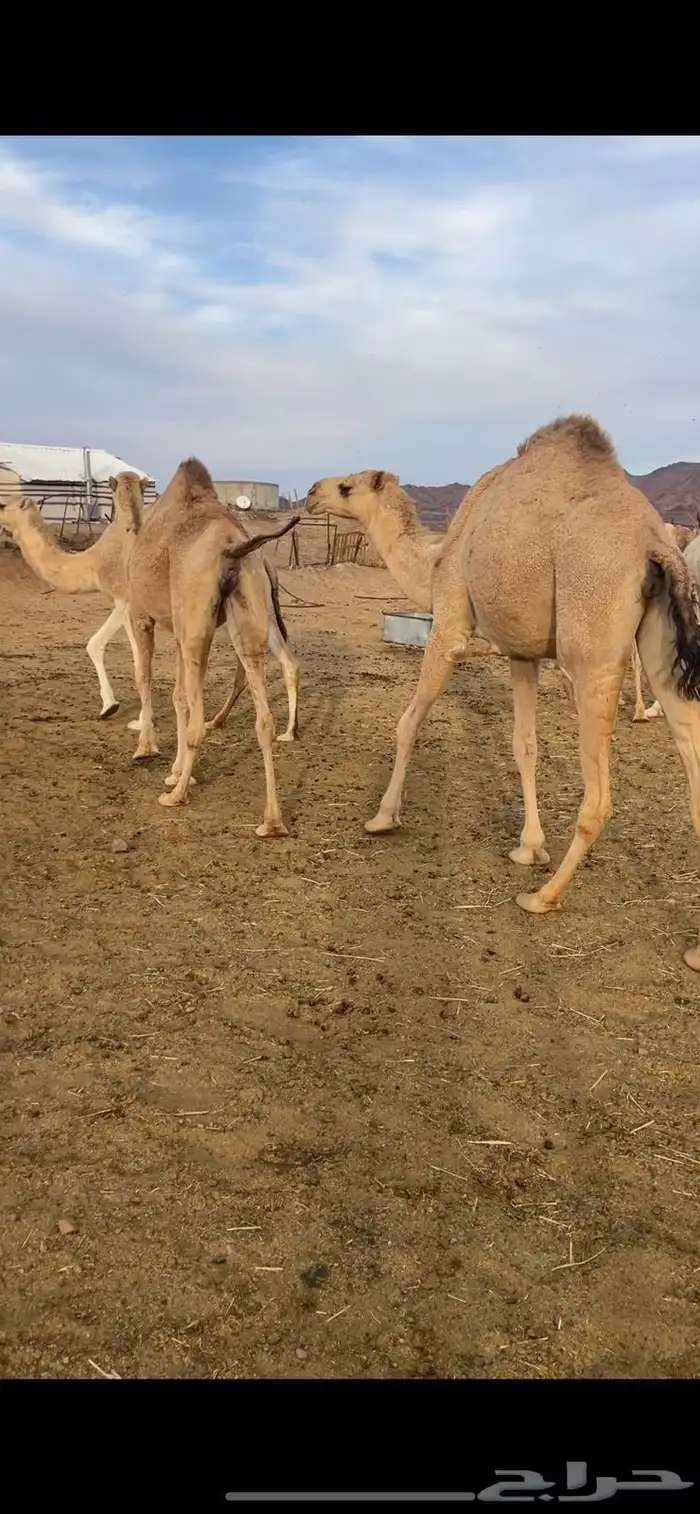 بكار 7 شقح لقحات طيبات للبيع 8