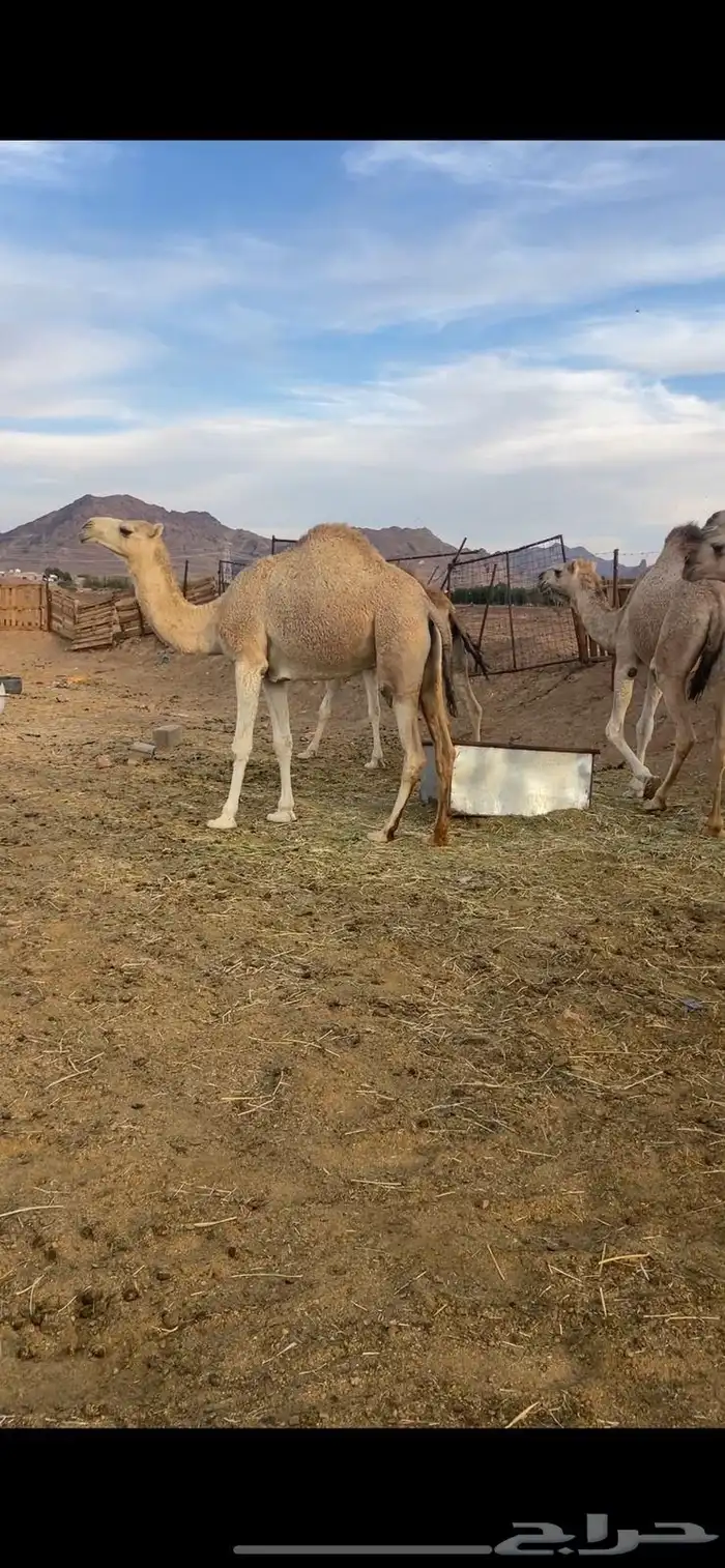 بكار 7 شقح لقحات طيبات للبيع 4