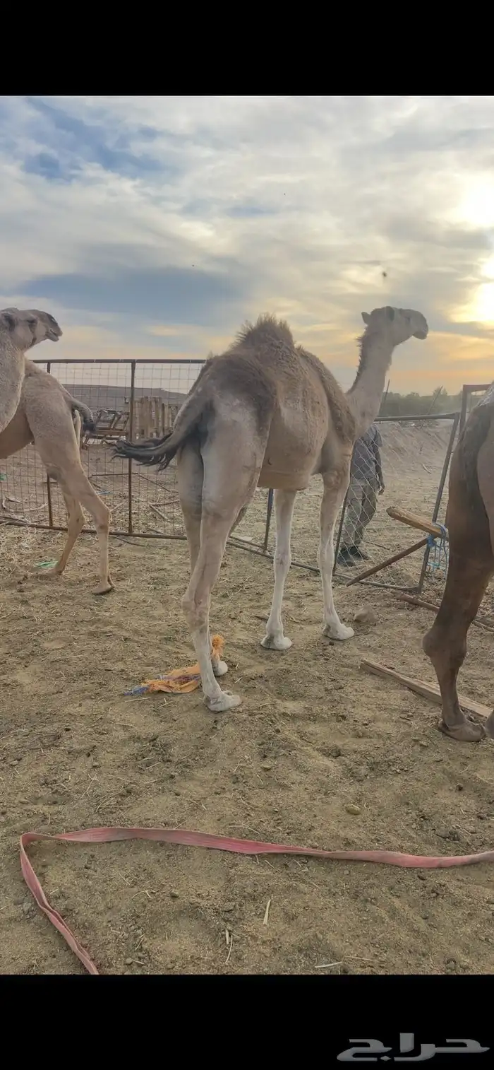 بكار 7 شقح لقحات طيبات للبيع 5