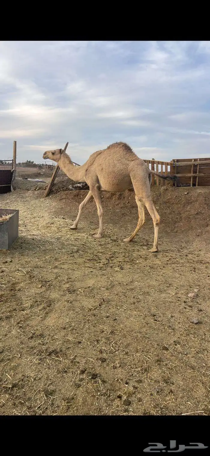 بكار 7 شقح لقحات طيبات للبيع 3