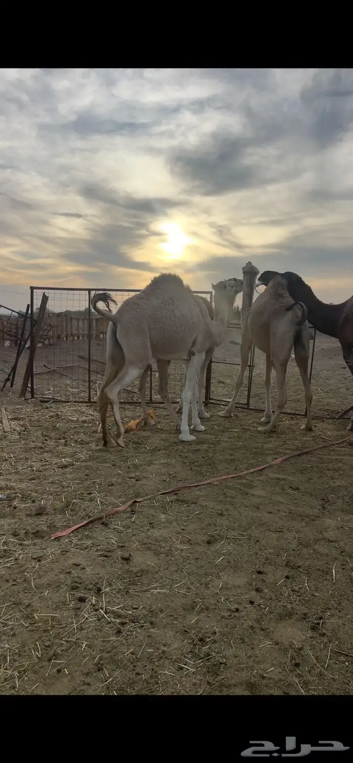 بكار 7 شقح لقحات طيبات للبيع 7