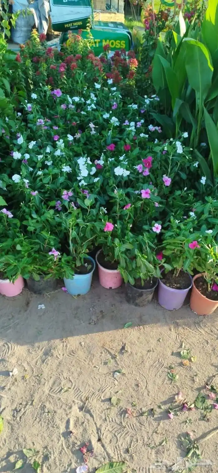 بيع جميع انواع النخل والشجر والعشيب والورد وتنظيف النخيل 7