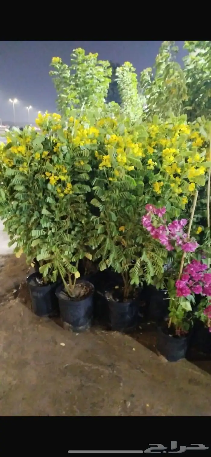 بيع جميع انواع النخل والشجر والعشيب والورد وتنظيف النخيل 8