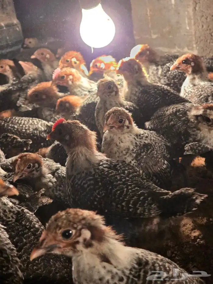 صوص فيومي شبابي 3