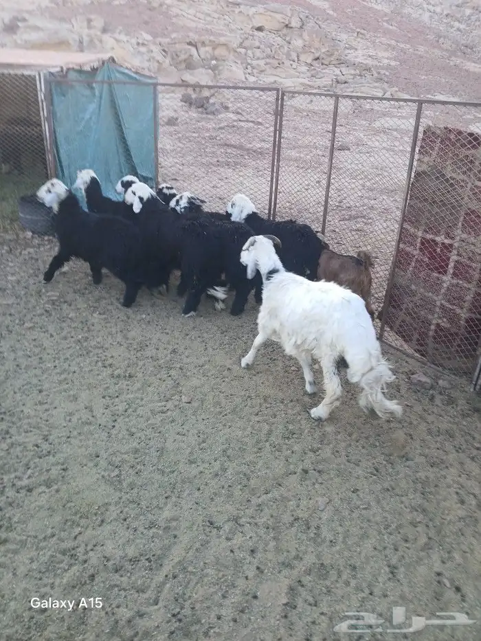 رخال اللبيع 2