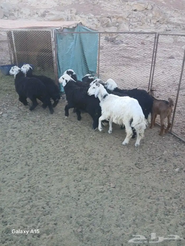 رخال اللبيع 1