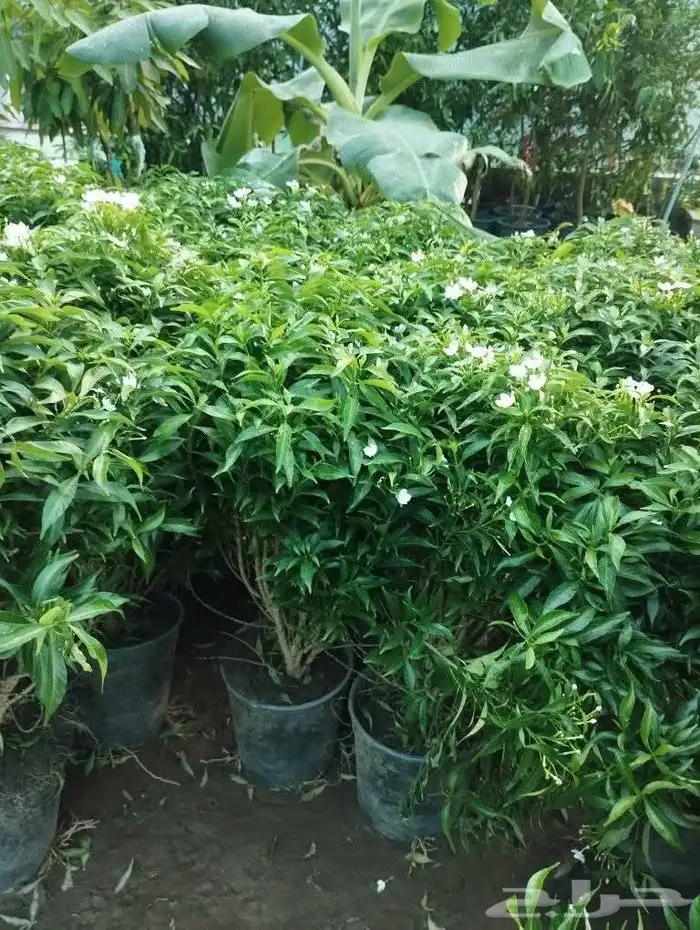 مشاتل تنسيق الحد ائق 8