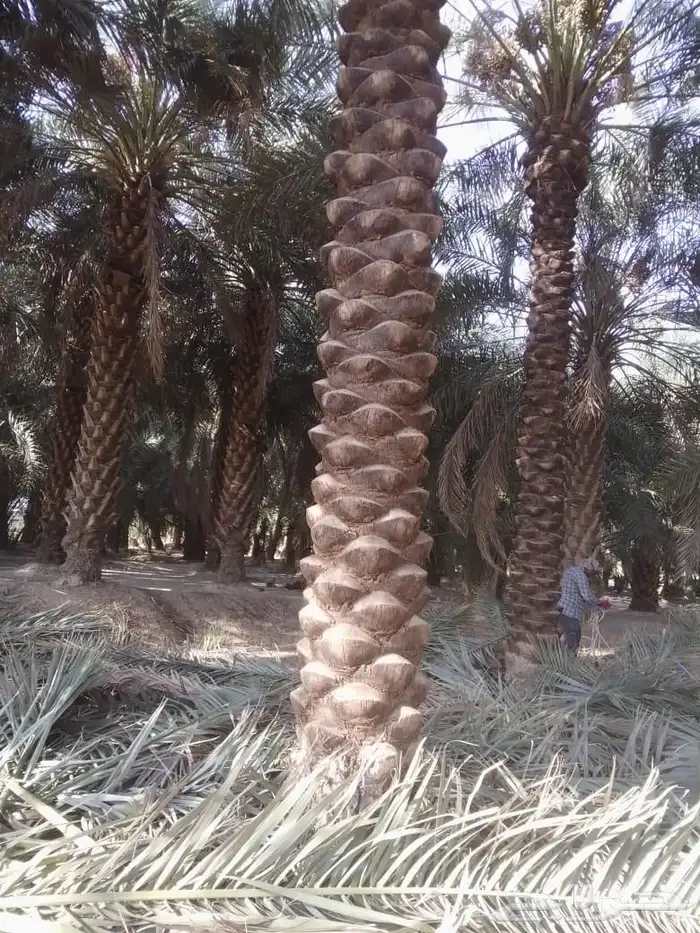 شغل النخل تكريب وغرس النخل 0