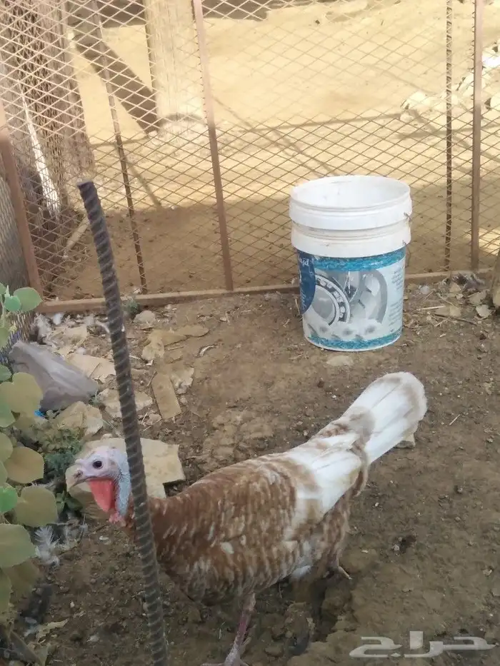 رومي للبيع لتواصل السوم 300 ونطلب من الله زود 0