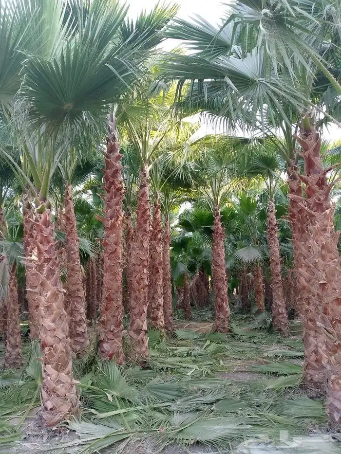 نخل واشنطني زينه امريكي جميع المقاسات متوفرة توصيل وزرعه 9