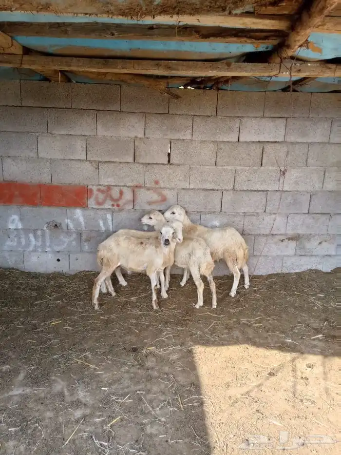 كباشه للبيع 1