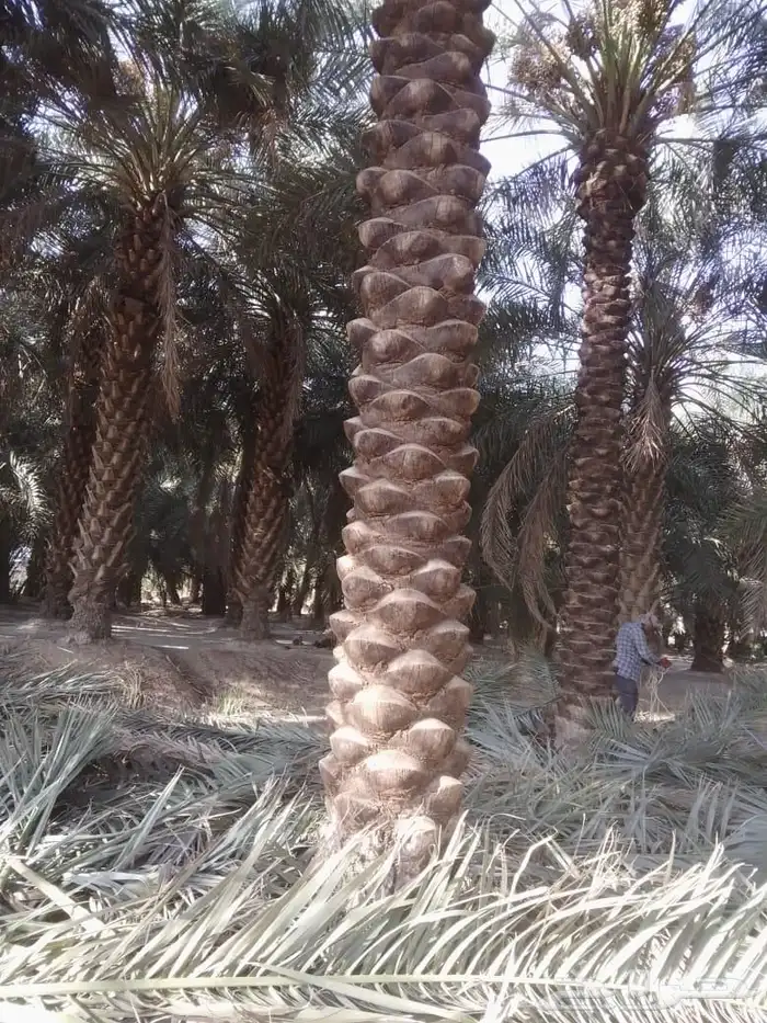 شغل النخل تكريب وغرس النخل 2