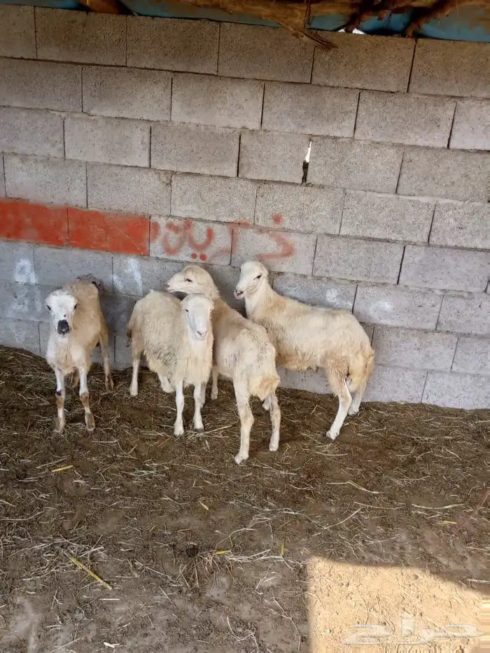 كباشه للبيع 0