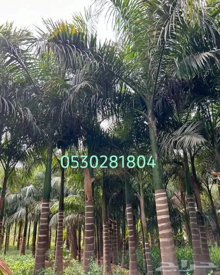 نخل ملوكي 053.028.1804 0