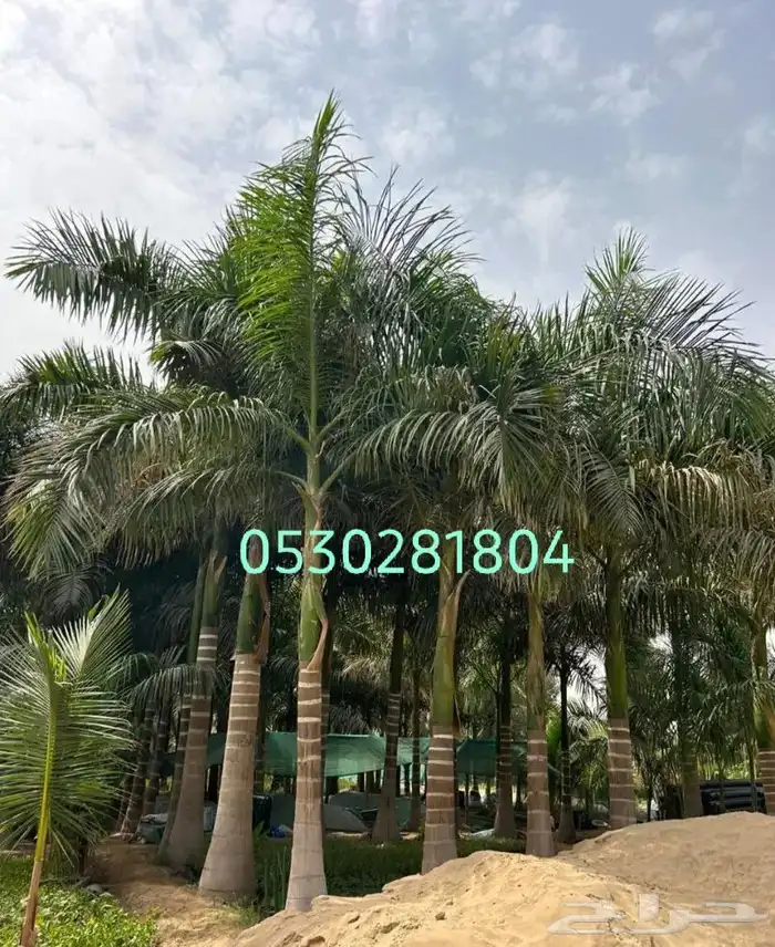 نخل ملوكي 053.028.1804 2